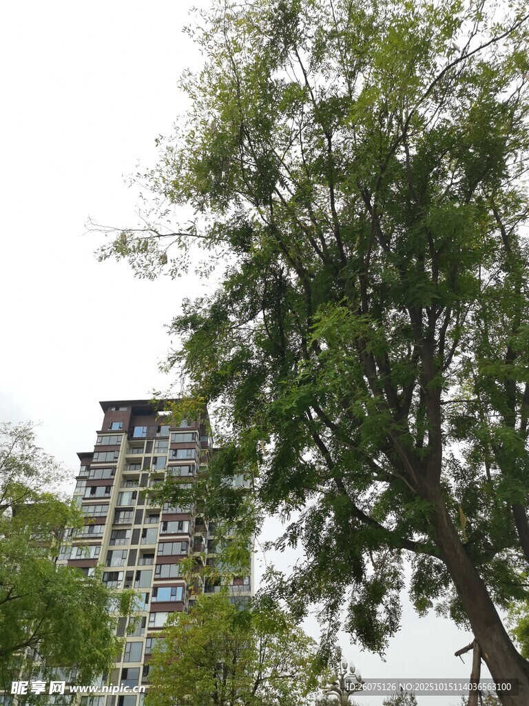 绿树掩映下的高楼大厦
