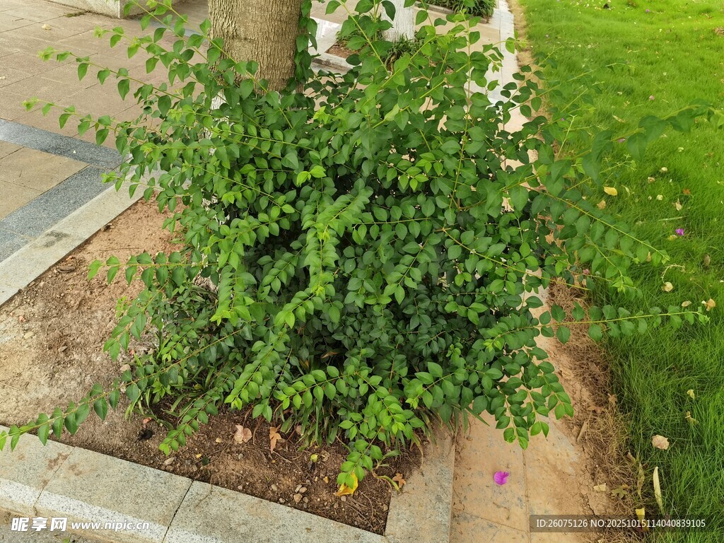 庭院中的翠绿灌木