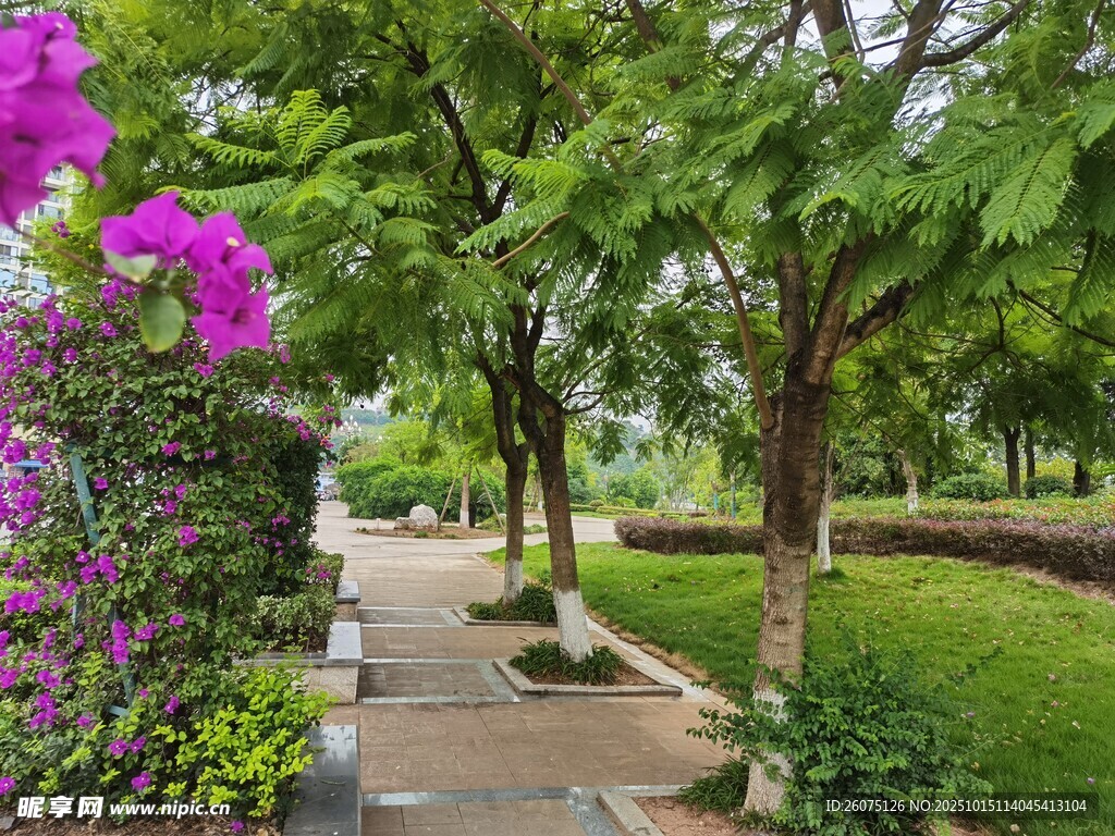 花园小径绿植繁花相伴