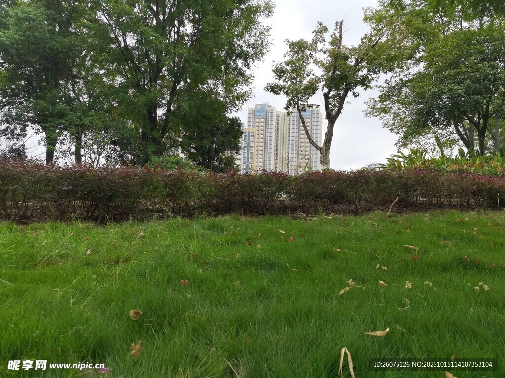 绿草如茵的户外景致