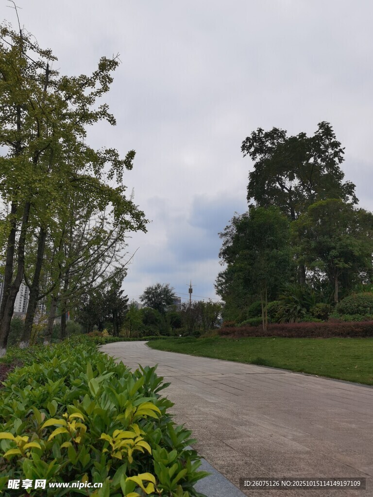 乡村小路旁的绿植景观