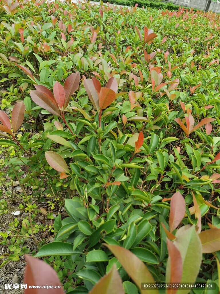 多彩叶片植物景观