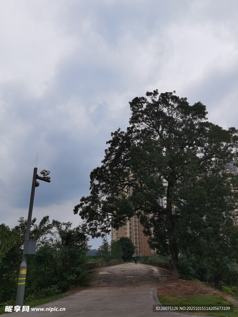 乡村小路旁的葱郁大树