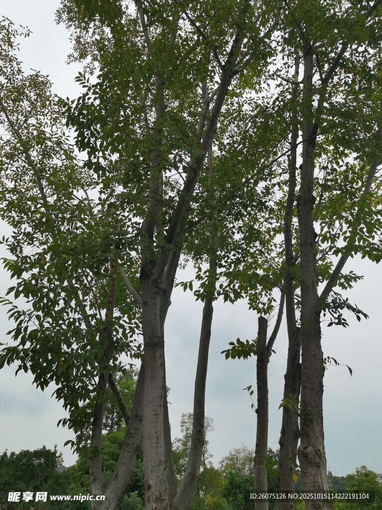 林间树木与朦胧天空景色
