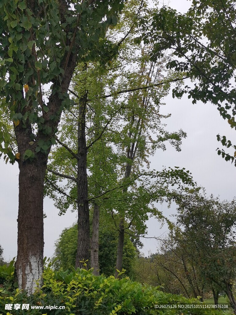 户外葱郁树木与绿植景观