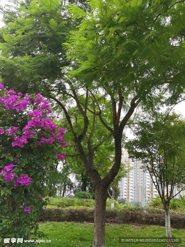 绿树繁花的公园景致