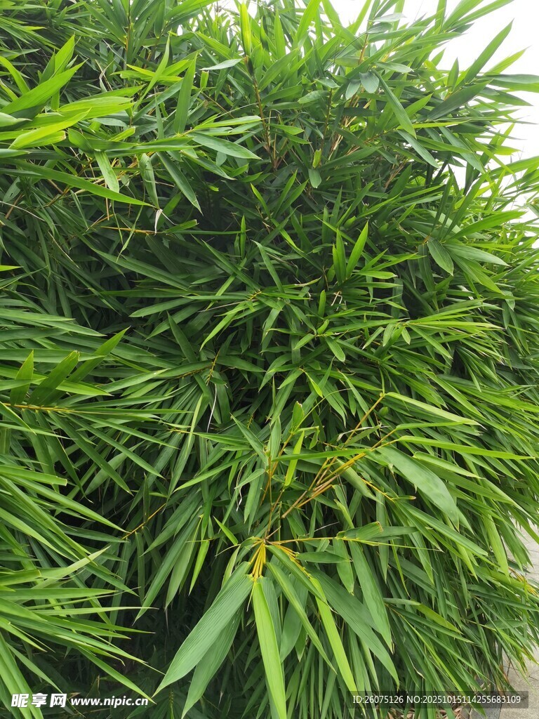 翠绿竹叶特写