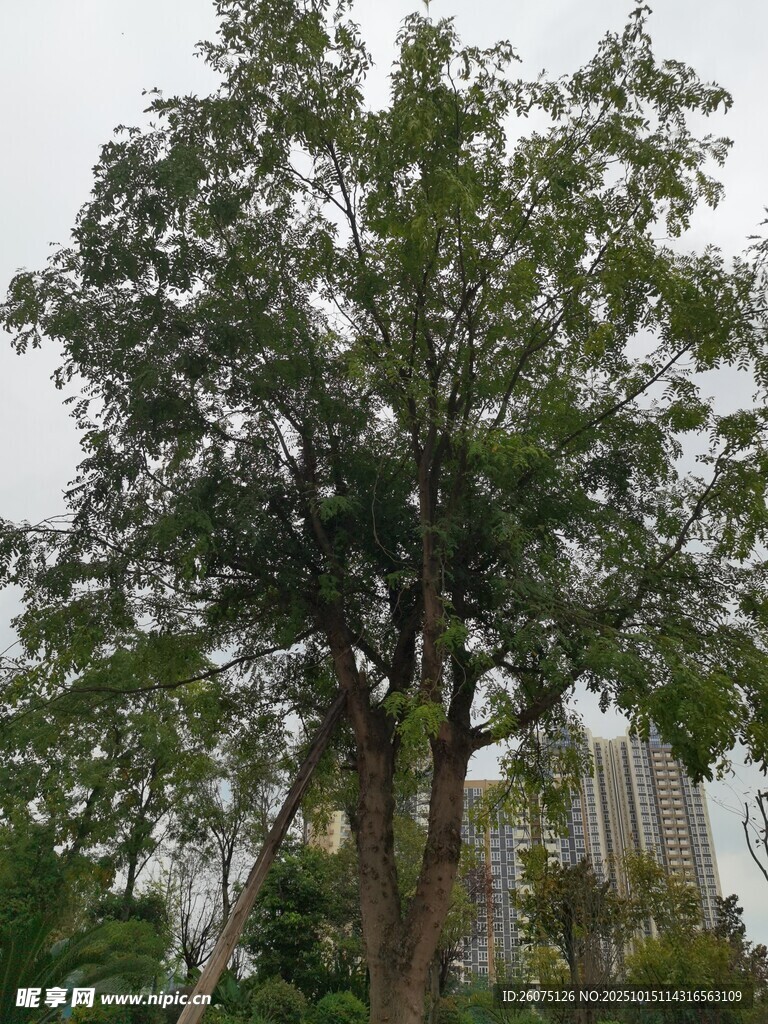 高大绿树城市中的一抹生机