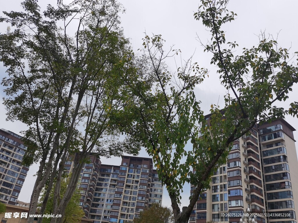高楼间的绿树景致