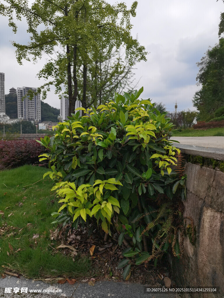 绿叶繁茂的路边景致