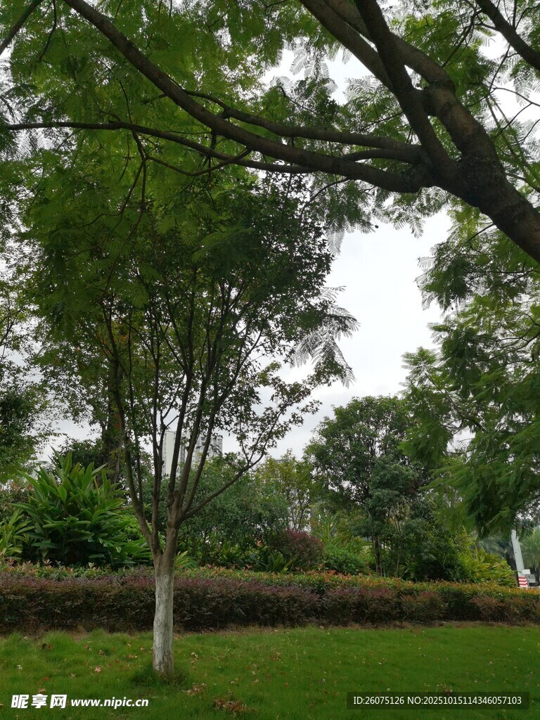 绿意盎然的公园树木景观