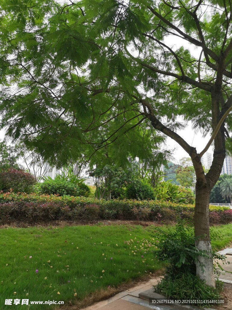 公园绿树草地景观