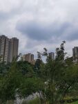 城市中绿树掩映的高楼