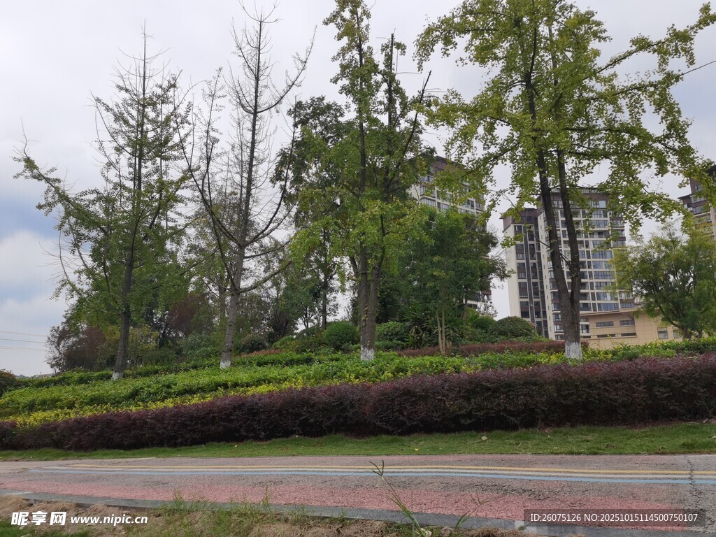 路边绿植景观