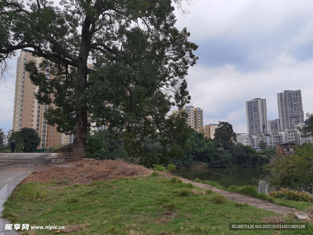 城市中大树与远景建筑景观