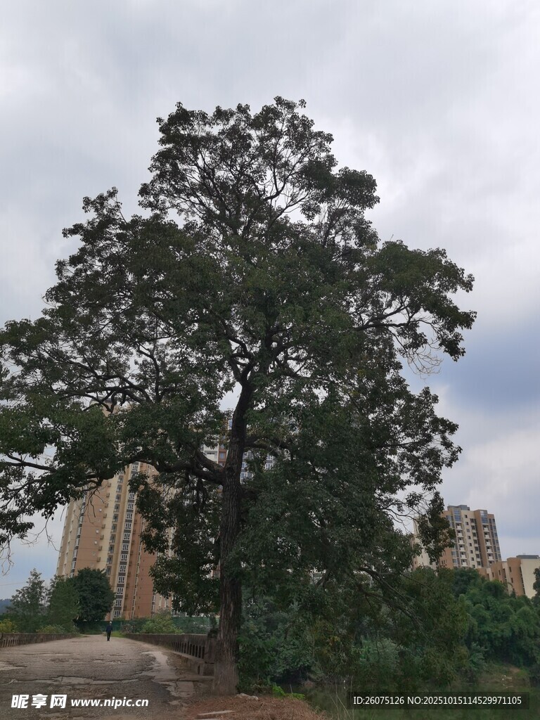 路边繁茂大树与远处建筑