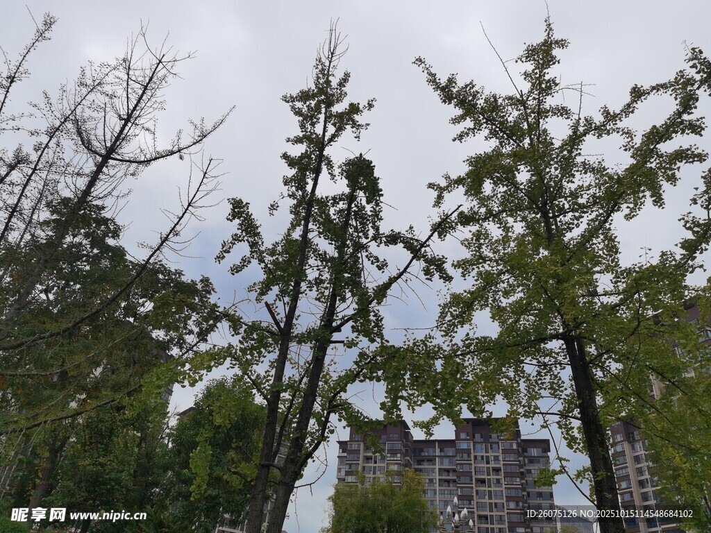 林间树木与远处建筑景观