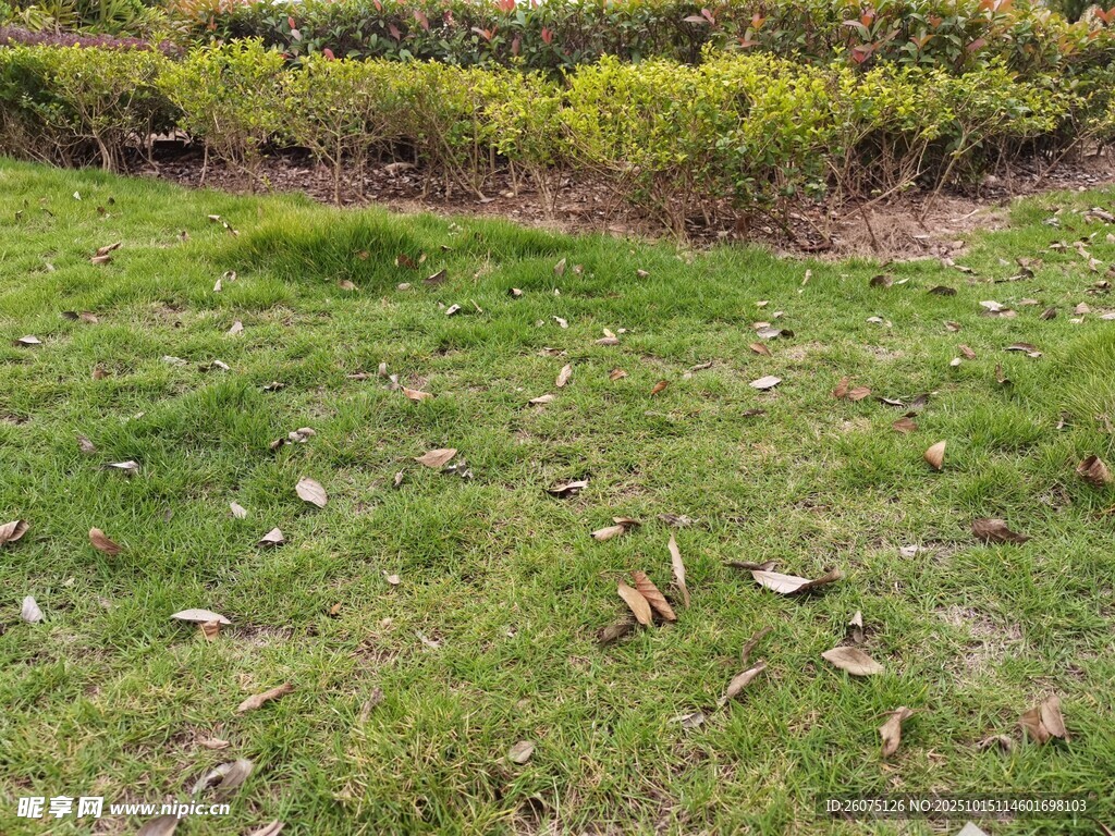 草地落叶与绿植景观