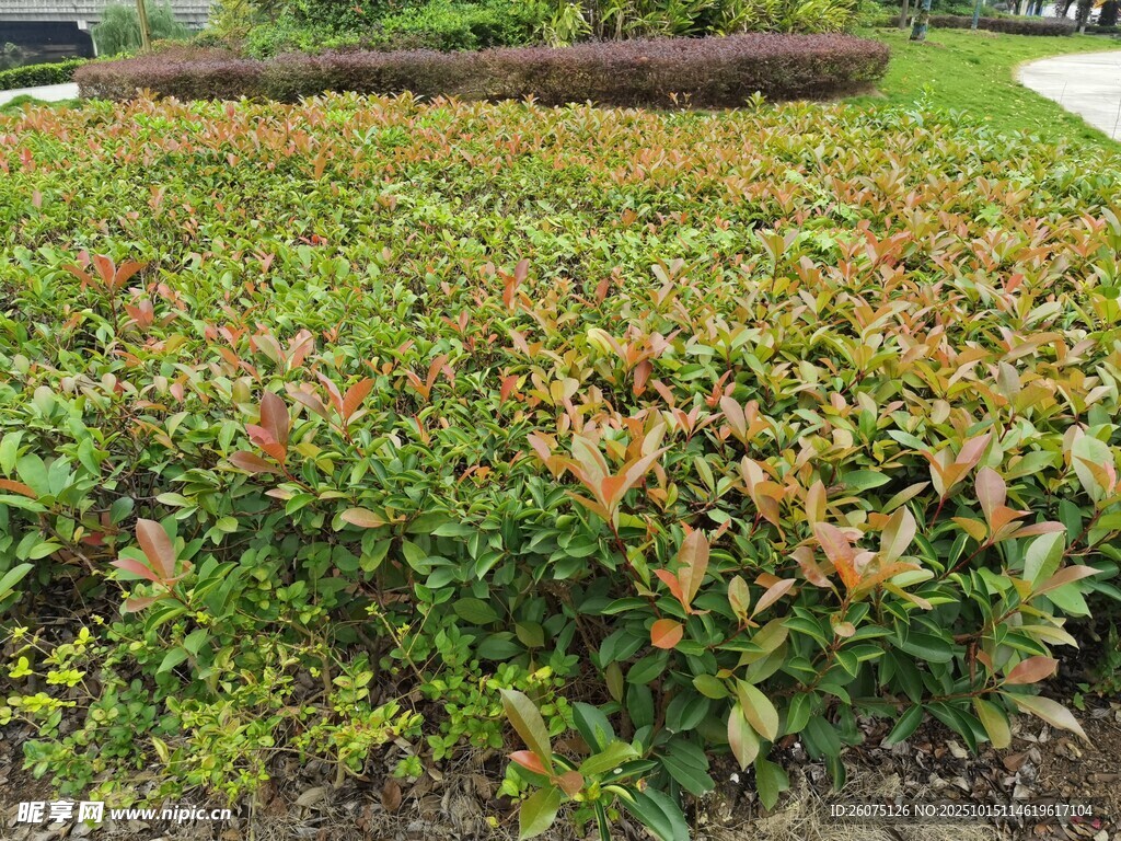 多彩灌木植物景观