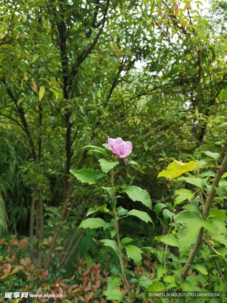 绿叶丛中的娇艳粉花