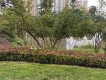 城市中绿意盎然的湖畔景观