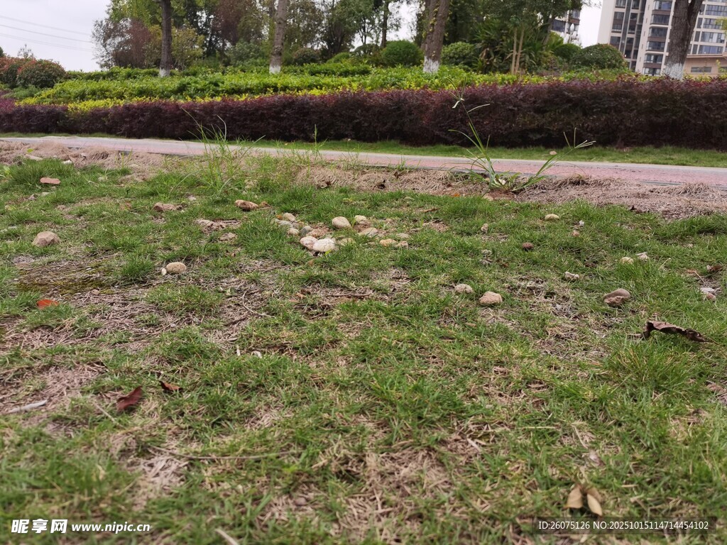 户外草地与绿植景观