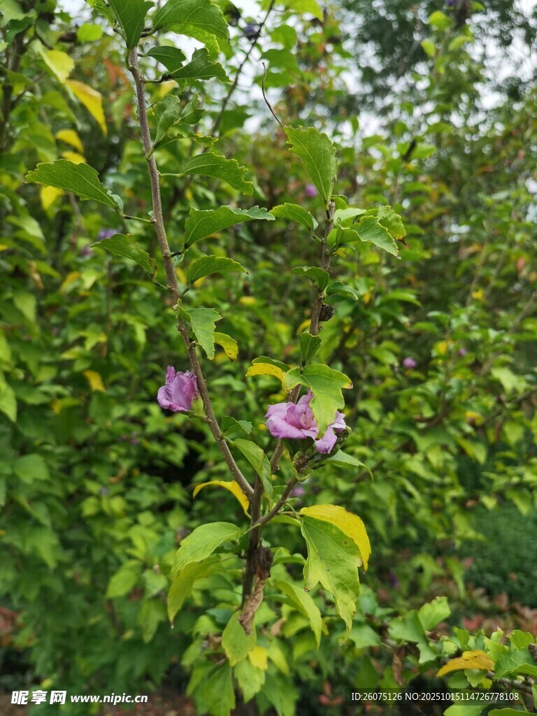 绿叶间绽放的紫色花朵