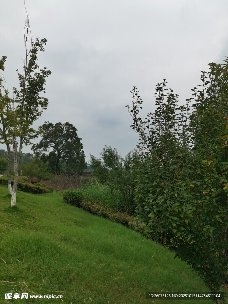 绿意盎然的田园风光