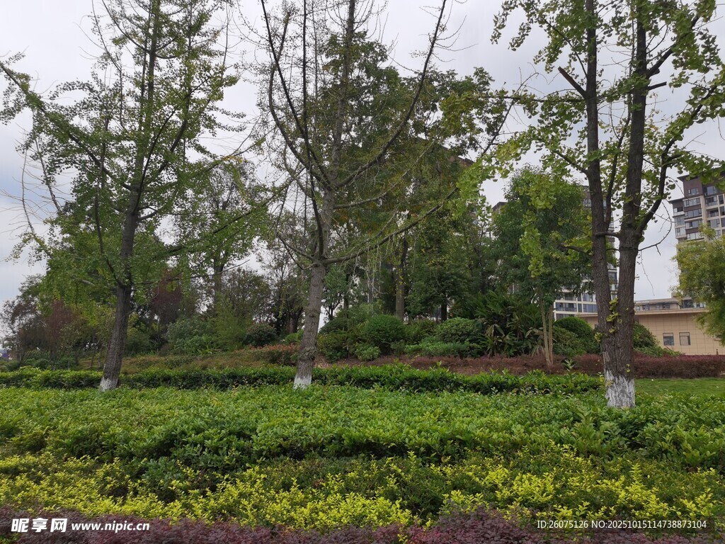 园林绿植景观