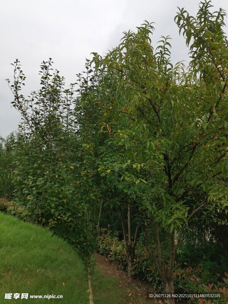 果园绿树成荫的美丽景象