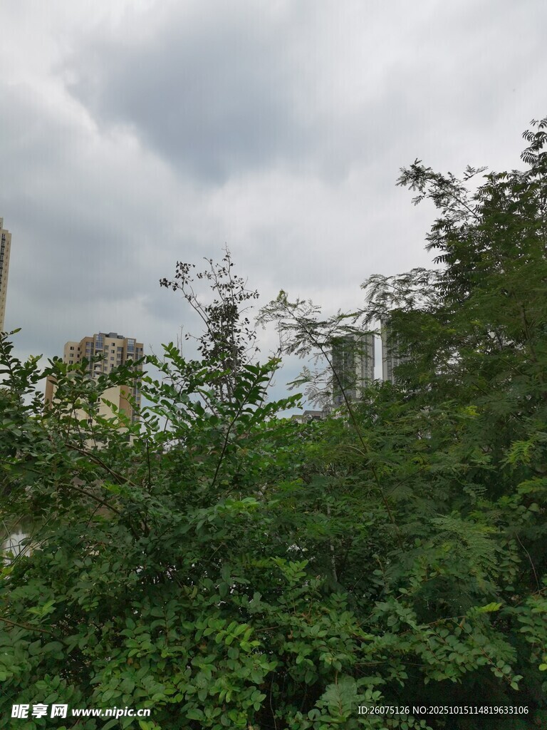 绿树掩映下的城市天际线