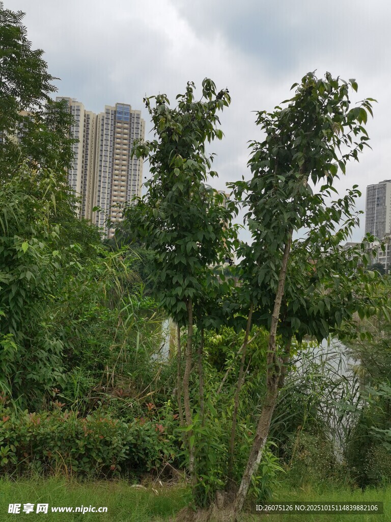 城市中的绿意盎然