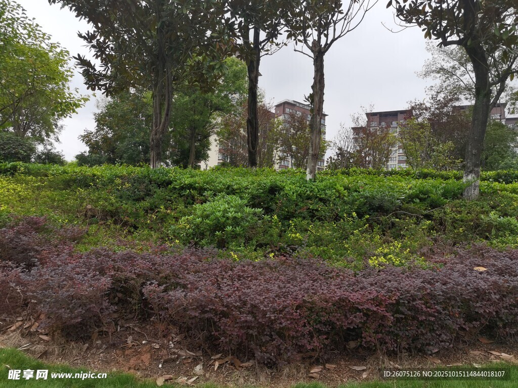 城市中的绿植景观