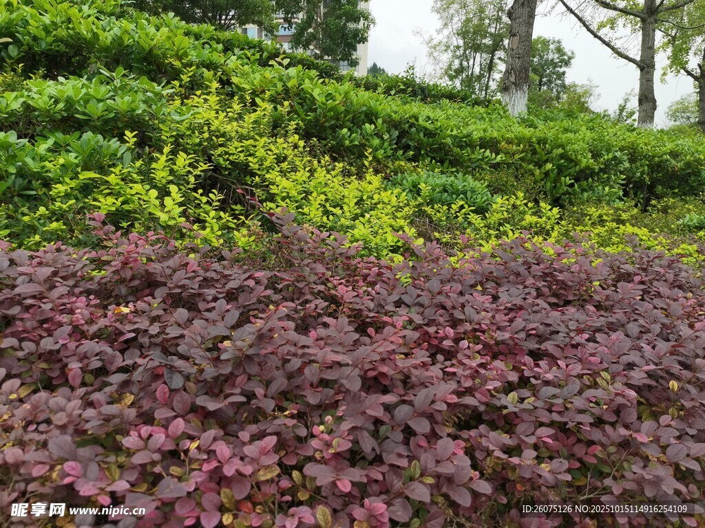 多彩植物景观