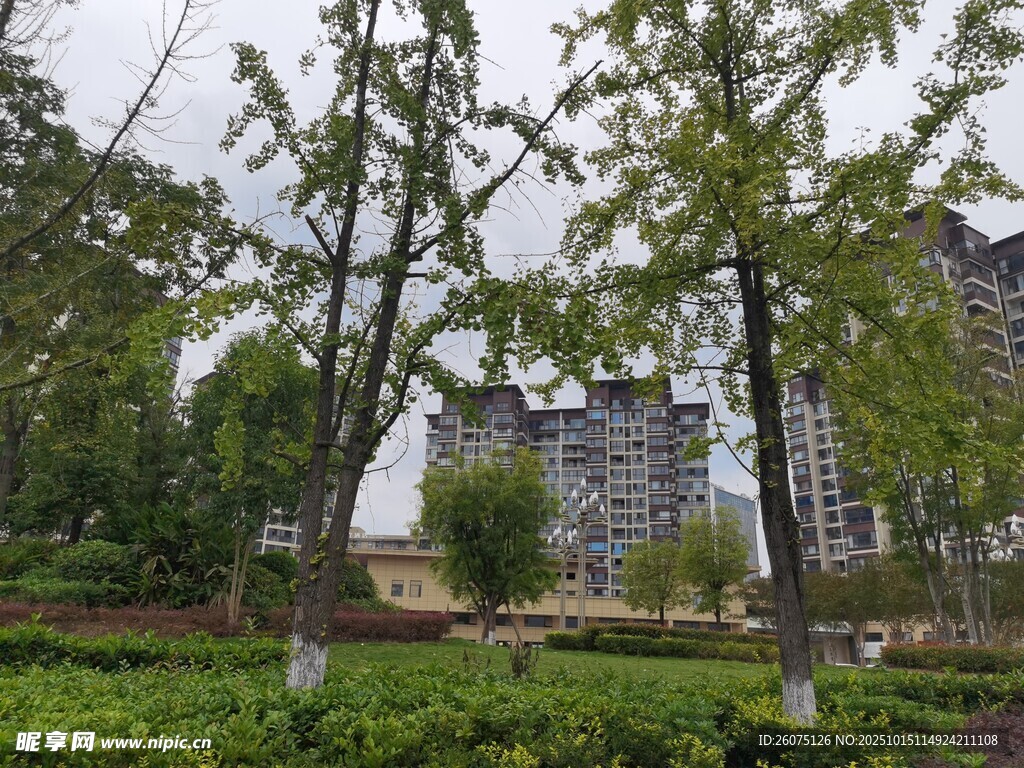 城市中的绿树与建筑景观