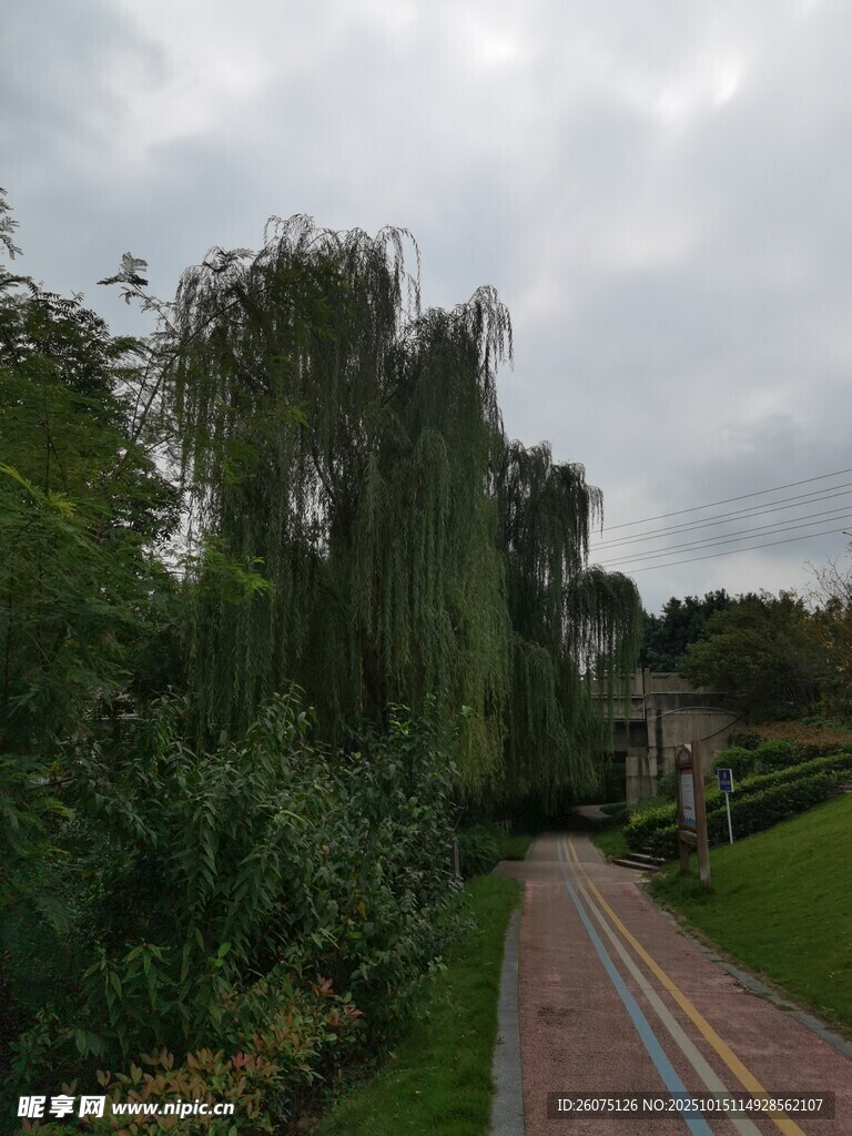 雨中林荫小道绿植繁茂