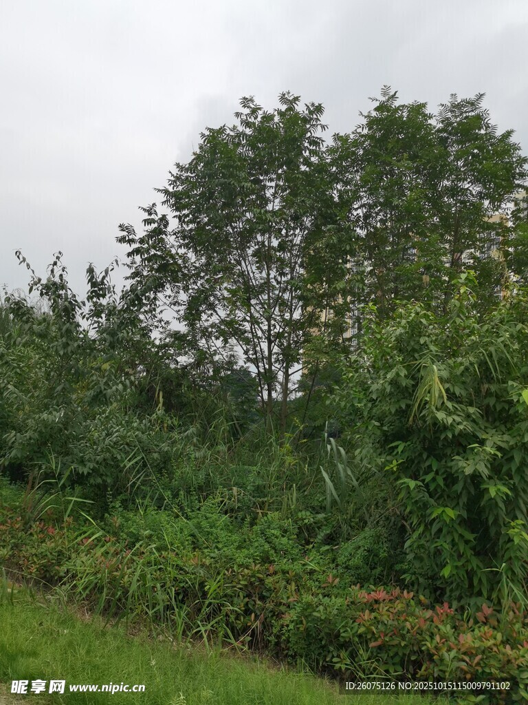 野外葱郁树林与绿植景观
