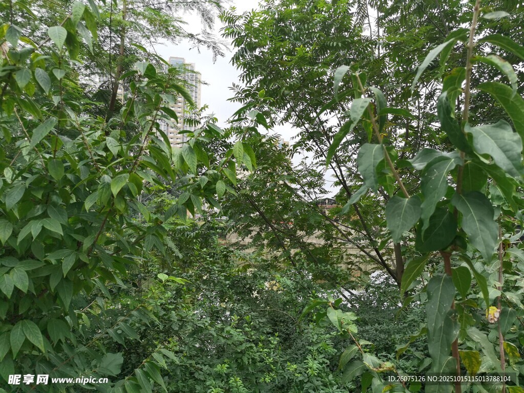 茂密绿意盎然的树林景观