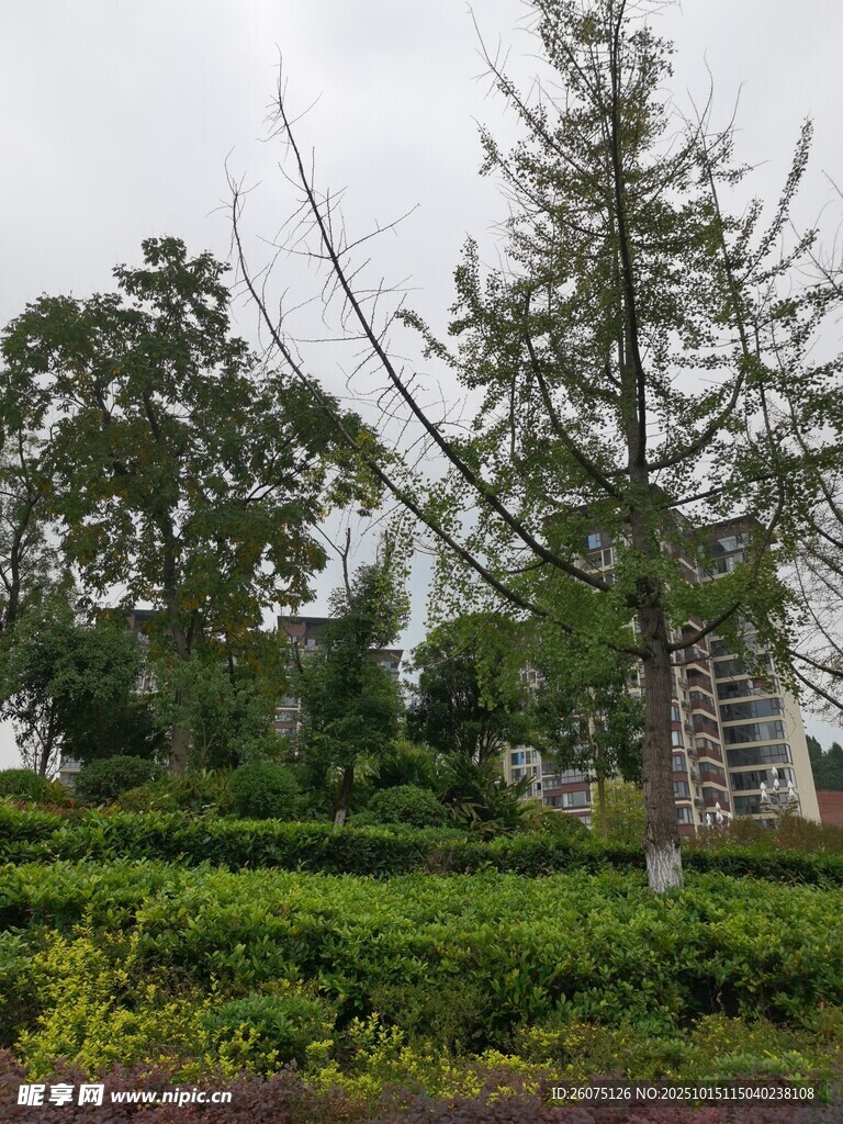 户外绿植景观中的挺拔树木