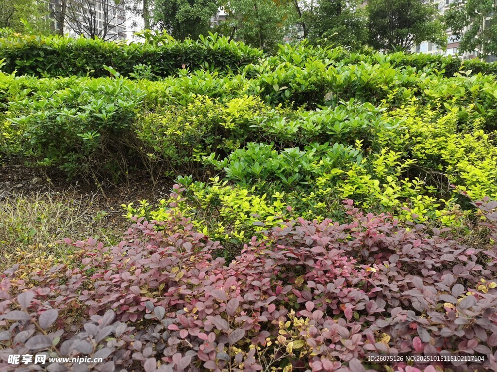 多彩绿植景观