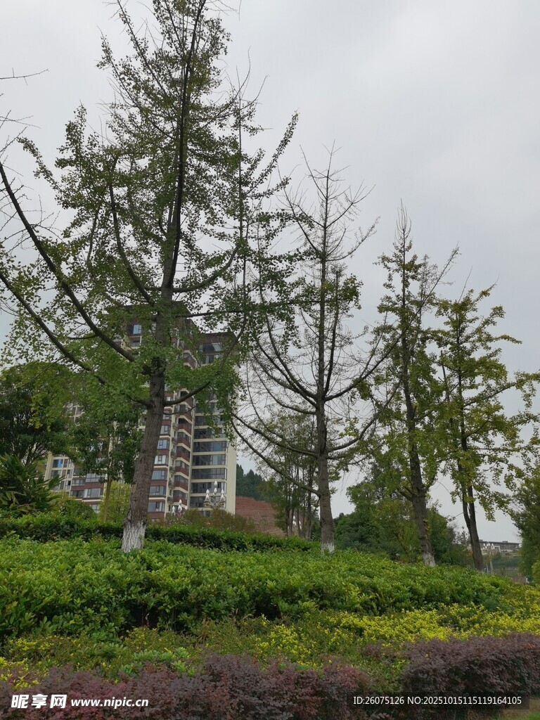 城市中葱郁的树木与绿植