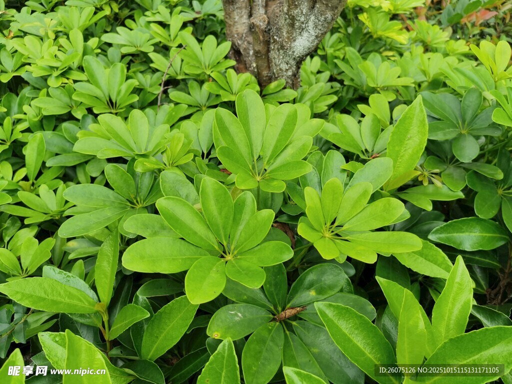 翠绿繁茂的植物簇拥树干