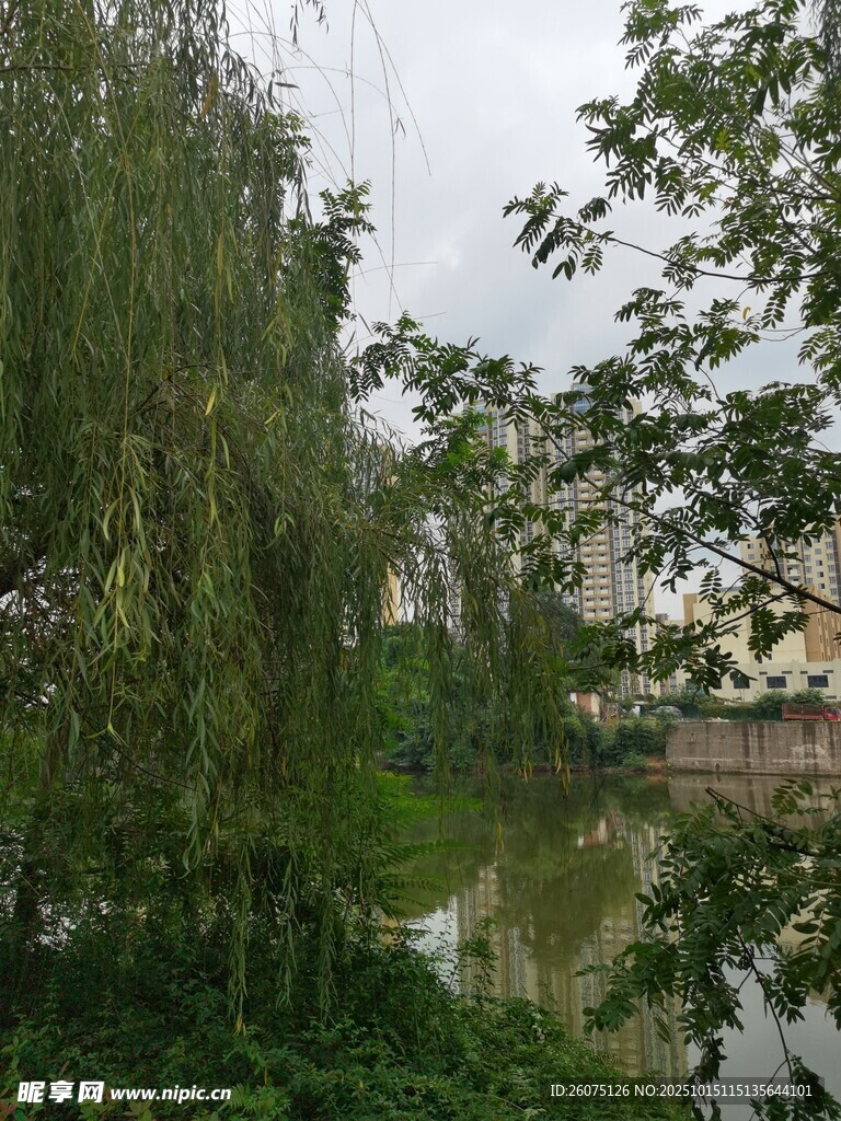 河畔垂柳绿意盎然景色美
