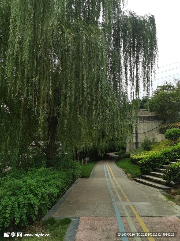 柳荫下的多彩小径