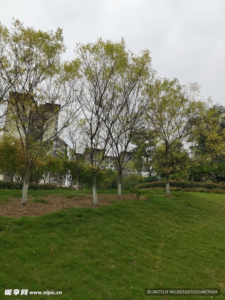 春日草地旁的树木景观