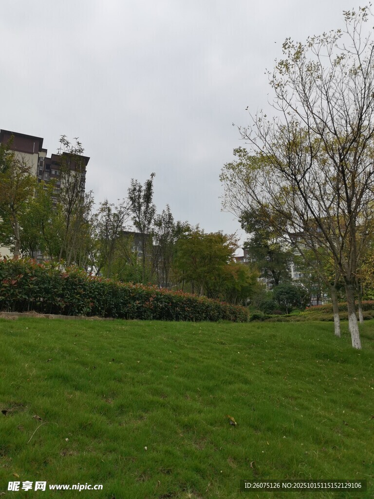 绿意盎然的户外草地景观