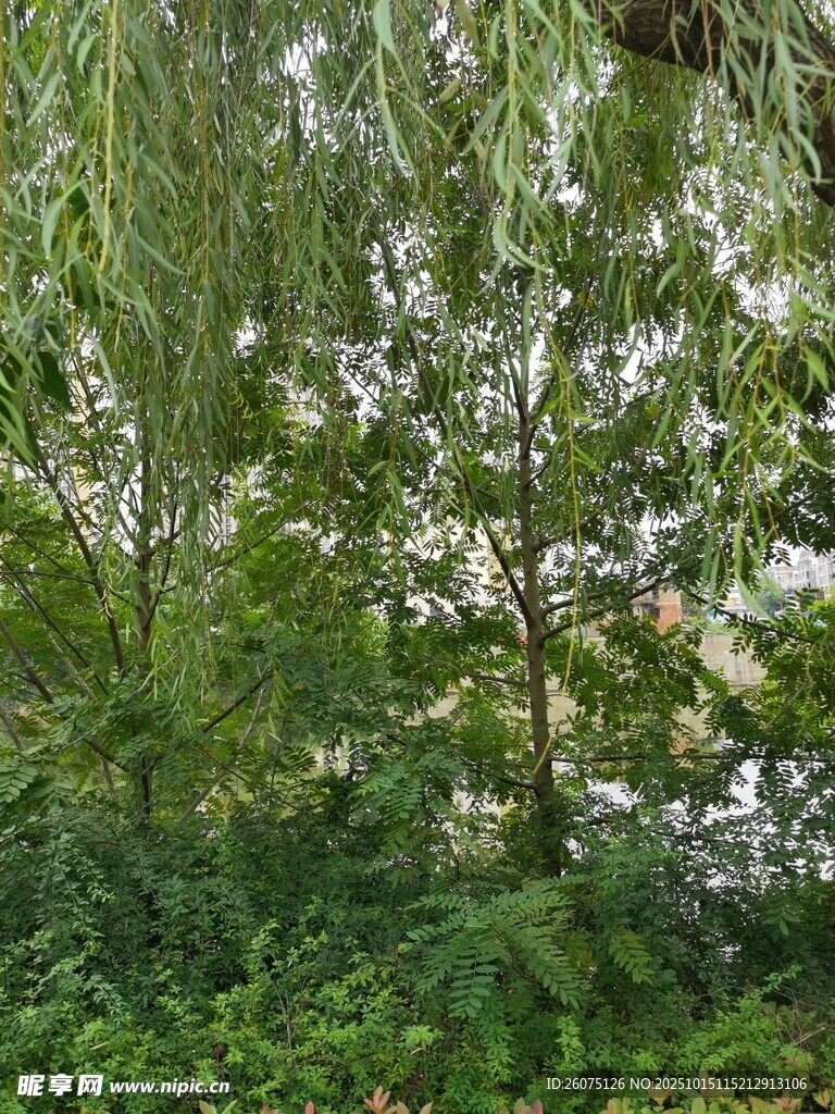 繁茂柳树林中的清新景致