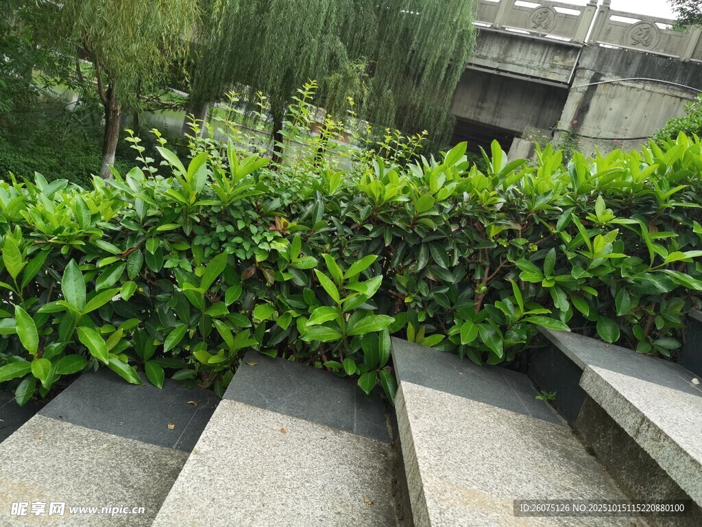 绿意盎然的石阶旁绿植景观
