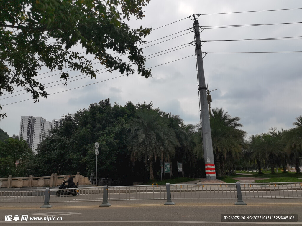 城市街道旁的电线杆与绿树