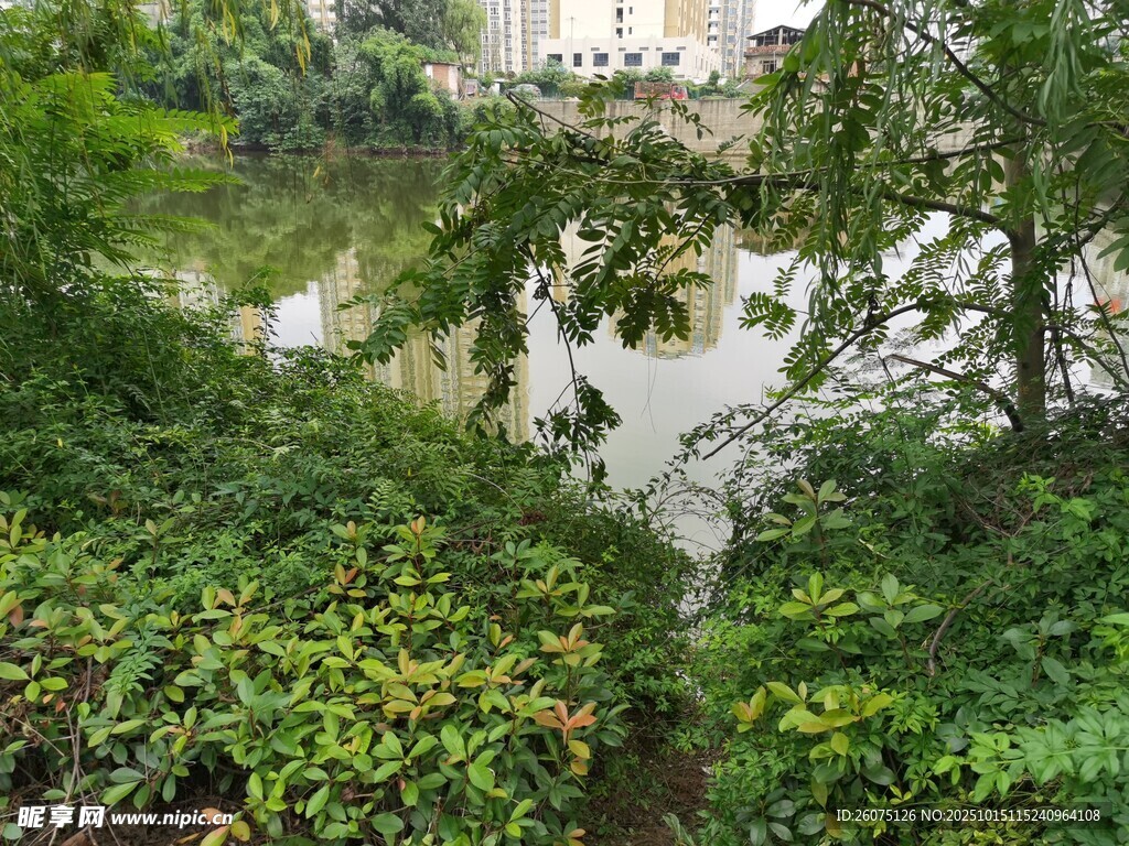 林间河畔的静谧自然景致